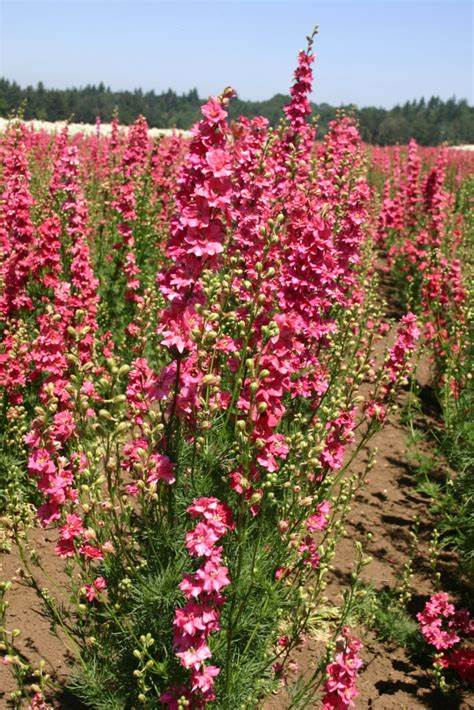 Rocket Carmine Seeds For Planting