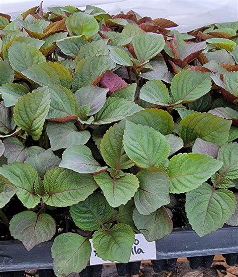 Perilla (shiso), Jeok Ssam Ip Herb 400 Seeds For Planting