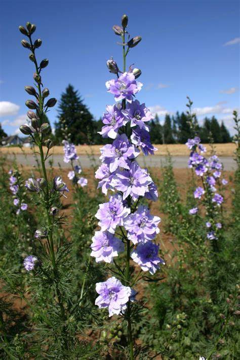 Rocket Blue Seeds For Planting