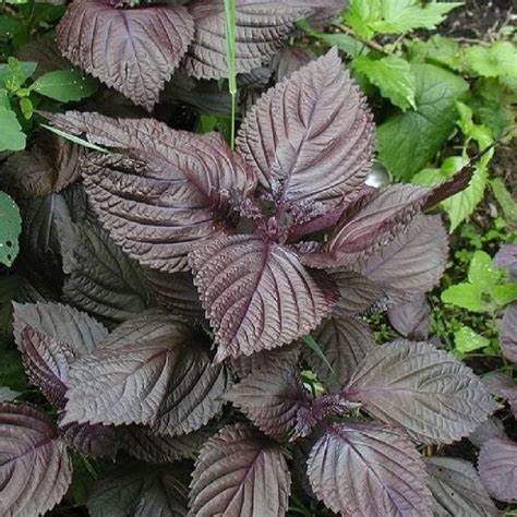 Perilla (shiso), Perilla Red Aka Shiso Herb 100 Seeds For Planting