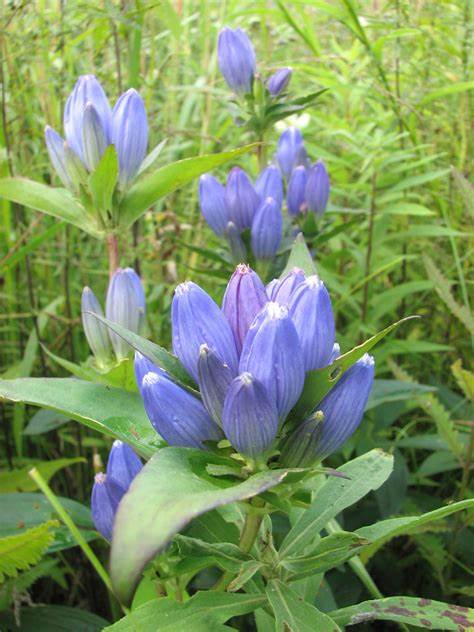 Gentiana Andrewii (Bottle Gentian) 100mg Seeds For Planting