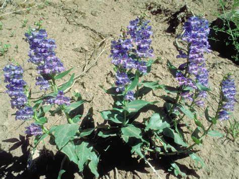 Penstemon Glaber V. Alpinus 100 mg Seeds For Planting