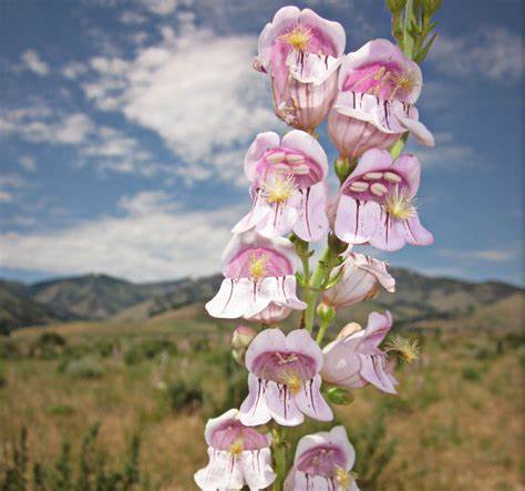 Penstemon Palmeri 100 mg Seeds For Planting