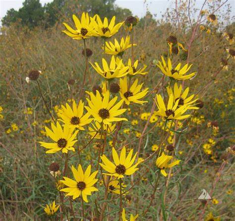 Helianthus Angustifolius (Swamp Sunflower) 1 gram Seeds For Planting