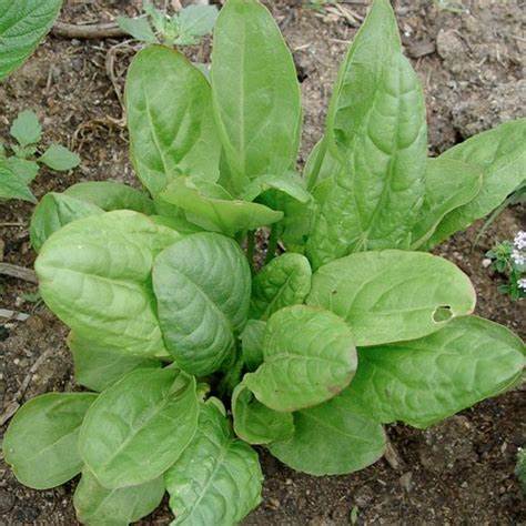 Sorrel Large Leaf 250 mg Seeds For Planting