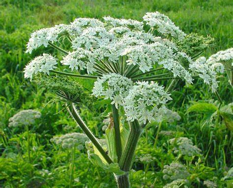 Heracleum Maximum (Cow Parsnip) 1 gram Seeds For Planting