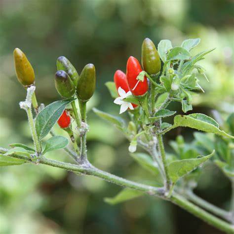 Chile Piquin PEPPER 250 mg Seeds For Planting