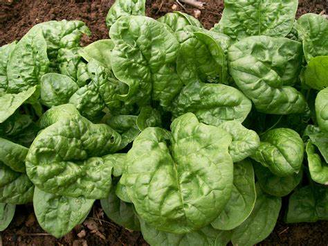 Spinach Bloomsdale Long Standing Vegetable 1 gram Seeds For Planting