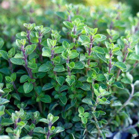 Italian Oregano Origanum vulgare 100 Seeds For Planting