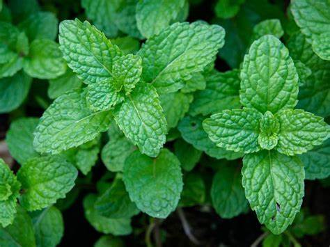 Peppermint Herb Mentha piperita 30 mg Seeds For Planting