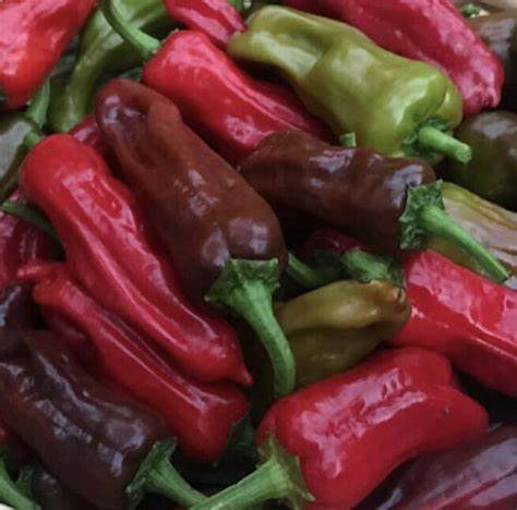 Pepper - Sweet Pepperroncini Italian 250mg Seeds For Planting