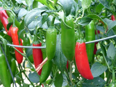 Serrano Tampiqueno Hot Pepper 250 mg Seeds For Planting