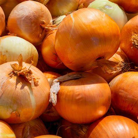 Sweet Spanish Colorado 6 onion Alium cepa Seeds For Planting