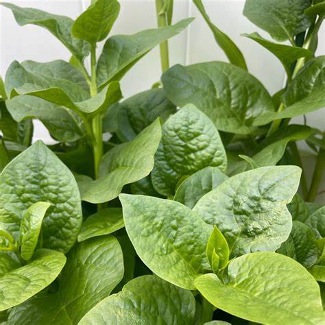 Malabar Spinach Green Vines Supreme 500 mg Seeds For Planting