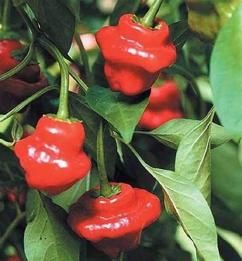 Pepper - Hot Scotch Bonnet Red 250mg Seeds For Planting