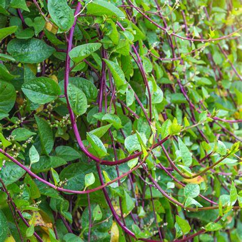 Malabar Spinach Malabar Red Stem 500 mg Seeds For Planting