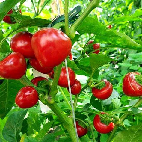 Pepper - Large Hot Cherry 250mg Seeds For Planting