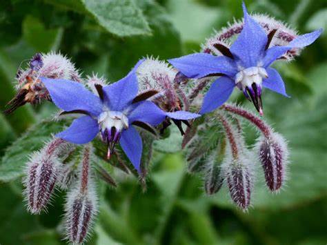 BORAGE 1 gram Seeds For Planting