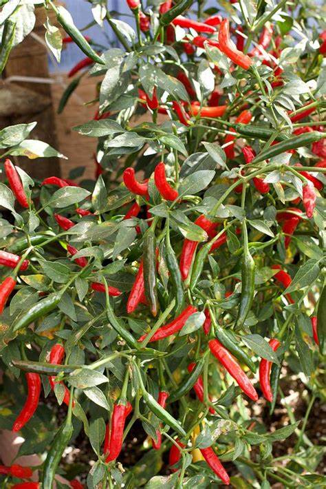 Pepper - Thai Hot Capsicum fruitescen Seeds For Planting