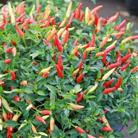 Pepper - Thai Hot Garden Bird 250mg Seeds For Planting