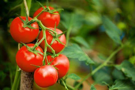 Tomato - Large Red Cherry 100mg Seeds For Planting