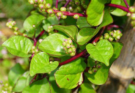 Malabar Spinach, Malabar Red Stem 500 mg Seeds For Planting