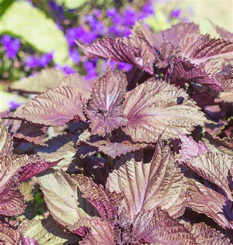 Perilla (Shiso), Perilla Red Aka Shiso 500 mg Seeds For Planting