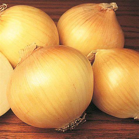 Onion Sweet Spanish Colorado Seeds For Planting