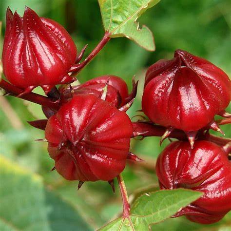 Roselle - Asian Sour Leaf 500 mg Seeds For Planting