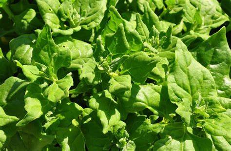 Spinach New Zealand Vegetable Tetragonia tetragonoides 1 gram Seeds For Planting