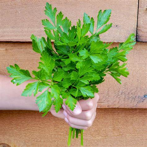 Parsley Dark Green Italian Giant Petroselinum crispum 500 Seeds For Planting