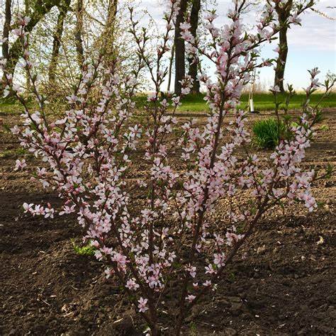 Prunus tomentosa 10 Seeds For Planting