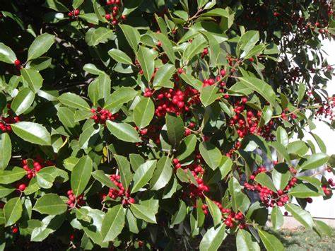 Ilex opaca 500 mg (approx 20 SEEDS) Seeds For Planting