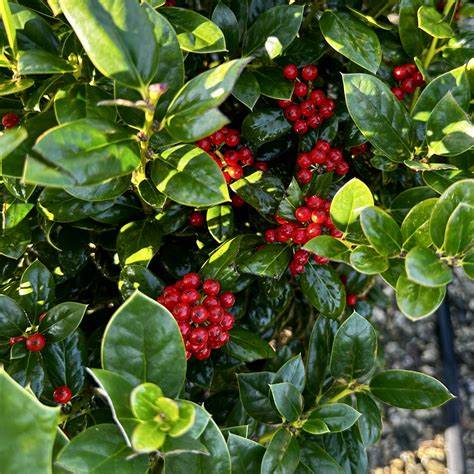 Ilex cornuta 500 mg (approx 25 SEEDS) Seeds For Planting