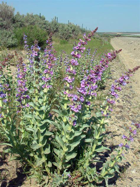 Penstemon acuminatus 100 mg Seeds For Planting