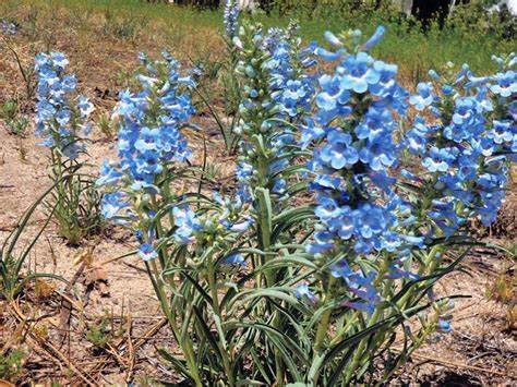 Penstemon angustifolius 100 mg Seeds For Planting