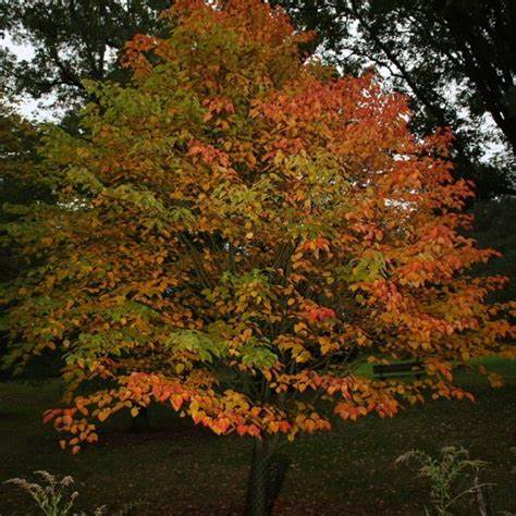 Acer grosseri 10 Seeds For Planting