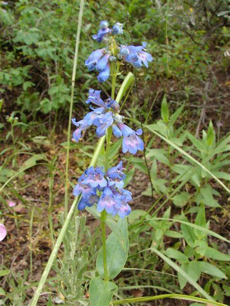 Penstemon rydbergii 100 mg Seeds For Planting