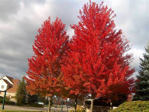 Acer rubrum Northern 10 Seeds For Planting