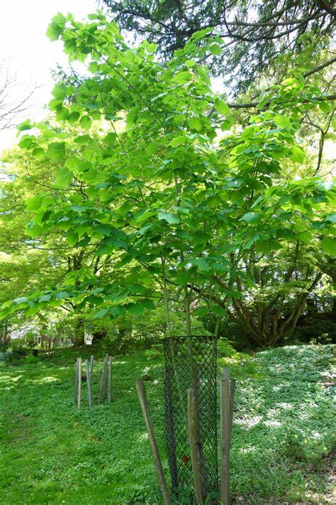 Acer tegmentosum 10 Seeds For Planting