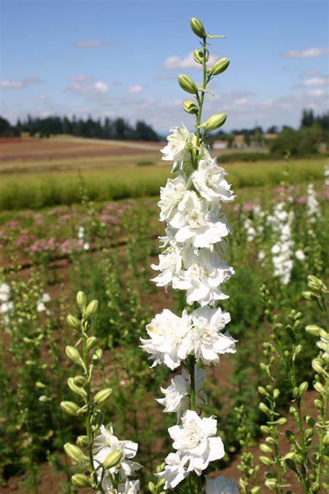 Rocket White Seeds For Planting