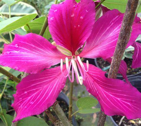 Bauhinia purpurea 10 Seeds For Planting