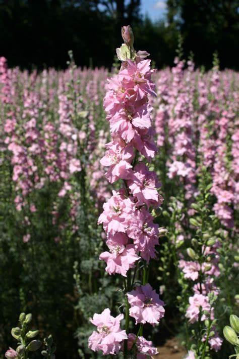 Rocket Light Pink Seeds For Planting