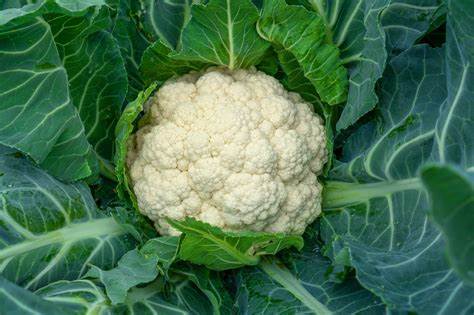 Cauliflower Self Blanching Vegetable Brassica oleracea 1 gram Seeds For Planting