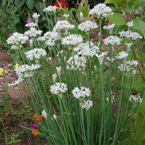 Garlic Chives Allium tuberosum 100 Seeds For Planting