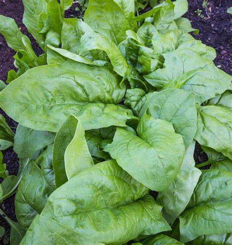 Spinach Viroflay Vegetable Spinacia oleracea 1 gram Seeds For Planting