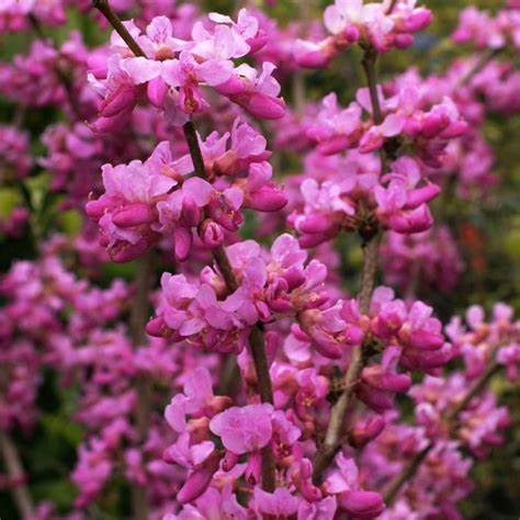 Cercis chinensis 10 Seeds For Planting