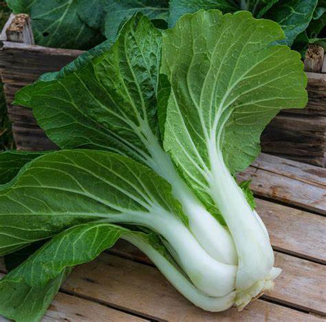 Pak Choi White Stem 1g Seeds For Planting