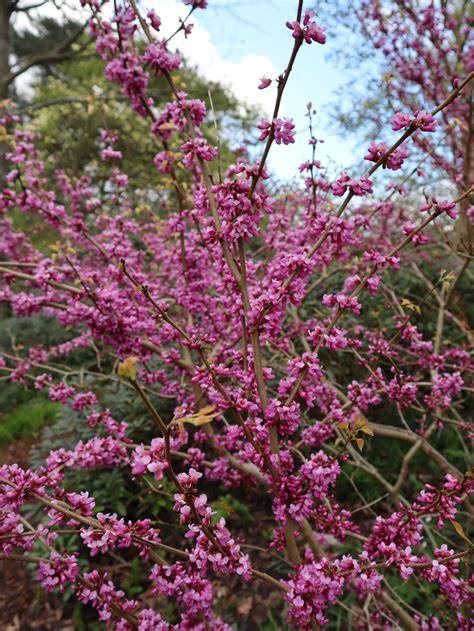 Cercis gigantea 10 Seeds For Planting