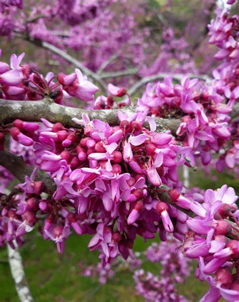 Cercis siliquastrum 10 Seeds For Planting